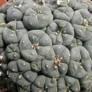 buy Peyote Cactus